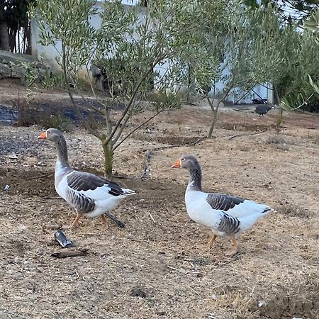 La Casa de las Higueras Dar Karmus Tetouan Bagian luar foto