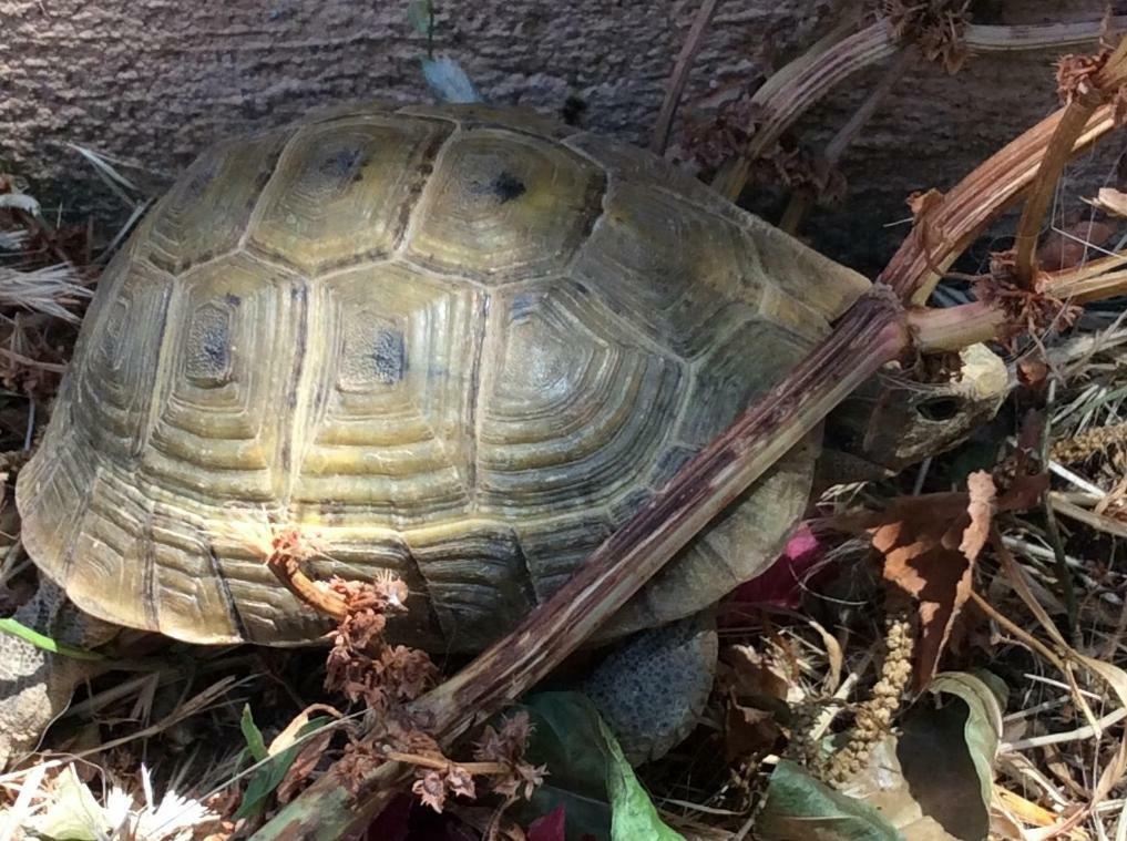 La Casa de las Higueras Dar Karmus Tetouan Bagian luar foto