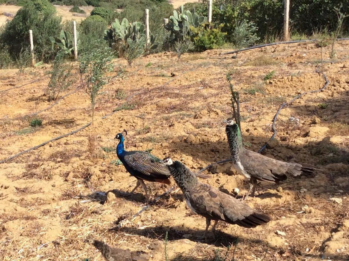 La Casa de las Higueras Dar Karmus Tetouan Bagian luar foto